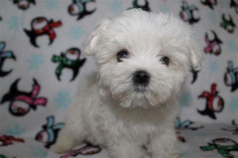 Adorable Aca Maltese Puppies 8 Weeks Old For Sale In Troy