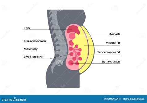 Visceral Fat Diagram Vector Illustration 281136522