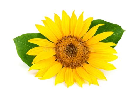 Sunflower With Leaves Isolated On White Background Close Up Stock Photo