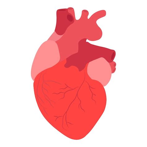 Ilustração Em Vetor De Anatomia Do Coração Humano Vetor Premium