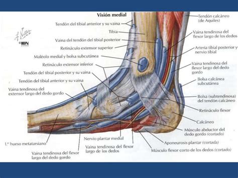 Anatomia Del Pie