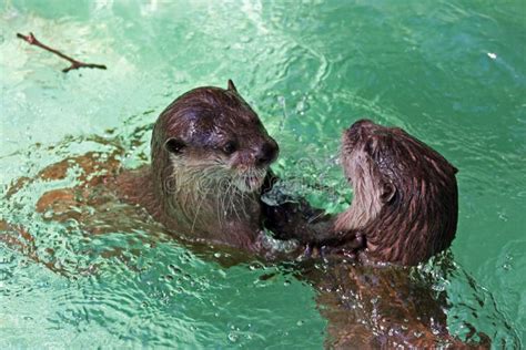 Two Otters Playing Royalty Free Stock Photography Image 21440497