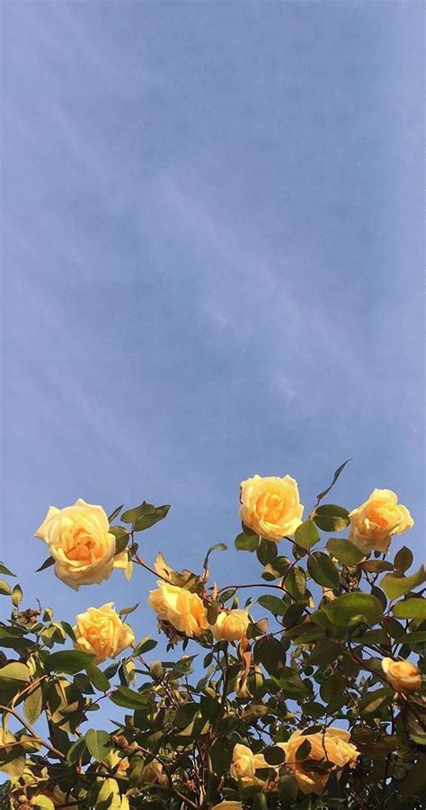 Free moon phase phone wallpaper. Yellow Aesthetic Flowers Wallpapers - Wallpaper Cave