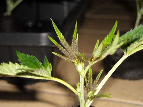 Helpdoes Any One Know What This Is Clones Leaves Turned Black