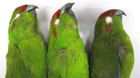 Not Such A Dead Parrot Sub Antarctic Parakeet Can Fly Again With A