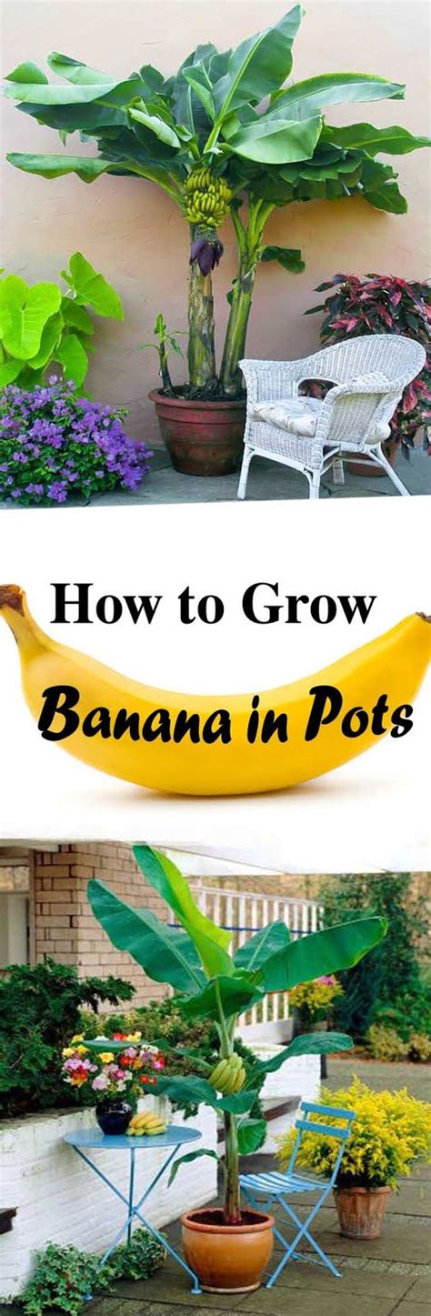 Growing Banana Trees In Pots Learn How To Grow Worlds Most Consumed