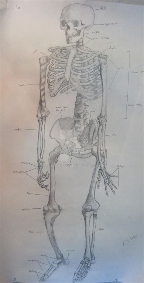 Skeleton Sketch By Toadking07 On Deviantart