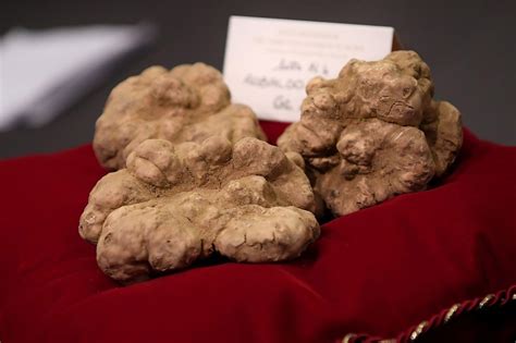 Italian White Truffles Auctioned Off For Over 85k
