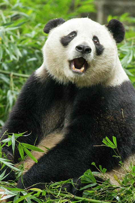 Giant Panda Chengdu China Photograph By Paul Souders Fine Art America