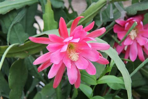 How To Grow And Care For Epiphyllum Orchid Cacti