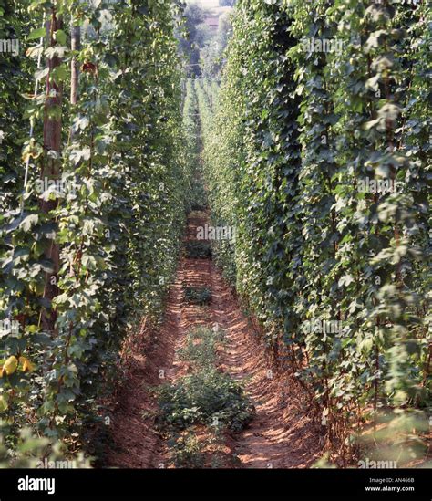 Hop Fields High Resolution Stock Photography And Images Alamy