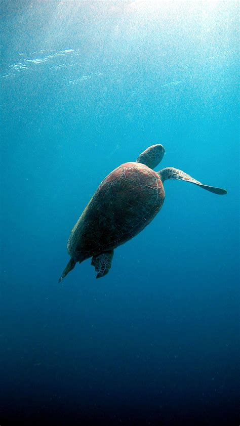 Sea Turtle Wallpaper Desktop 69 Images