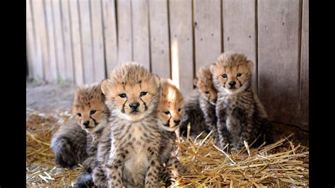 Cubs Baby Cheetah Baby Cheetah Cubs High Res Stock Photo Getty Images