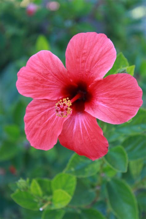 Your Ultimate Guide To Growing A Perfect Hibiscus Plant Garden And Happy