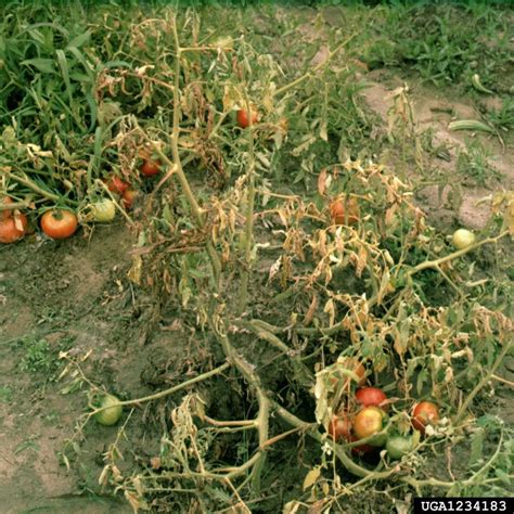 Tomato Southern Blight Treatment How To Fix Tomato Plants With