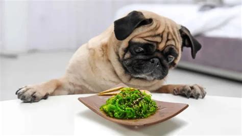 Can Dogs Eat Wasabi What You Need To Know