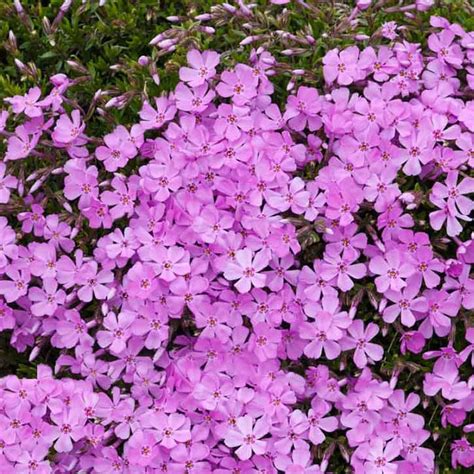 Phlox Alpine Pink Alpines And Herbs Arboretum Garden Centre