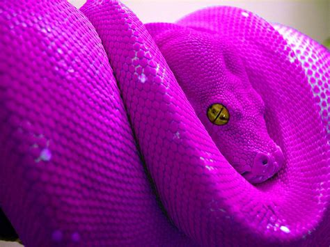 Pink Tree Python Pink Snake Wallpaper Beautiful Snakes