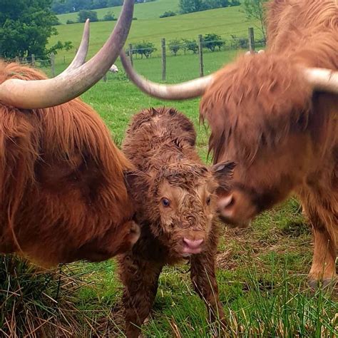 Visitscotland On Twitter Fluffy Cows Scottish Highland Cow Cute Cows