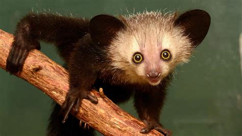 Aye Aye National Geographic Unique And Weird Animal Fun Facts