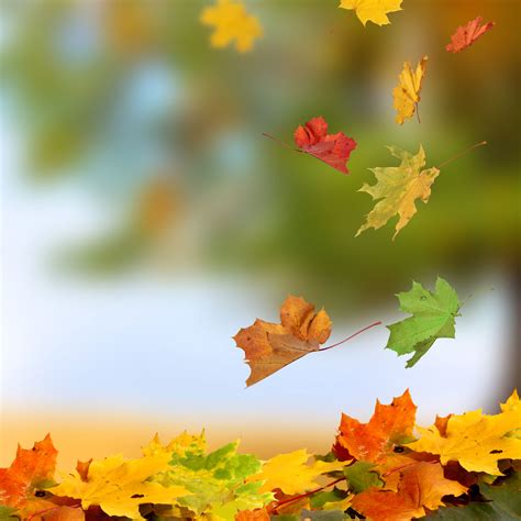 Maple Leaves Falling Fall Leaves In The Air 1500x1500 Wallpaper