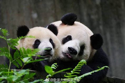 Giant Panda Pang Da Hai With Mama Ying Hua At Bifengxia In 2018