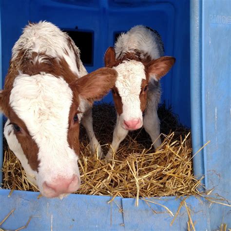 5 facts about twin dairy calves dairy carrie