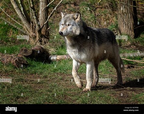 Alpha Male Wolf The Grey