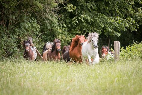 Mehrere Mini Shetty Ponys Zu Verkaufen Wildeshausen Mini Shetland