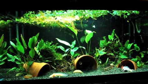 Pretty Planted Aquarium Axolotl Tank Planted Aquarium Tank Ideas