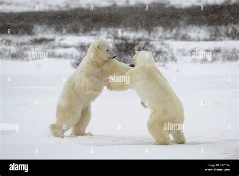Polar Bears Fighting Stock Photo Alamy