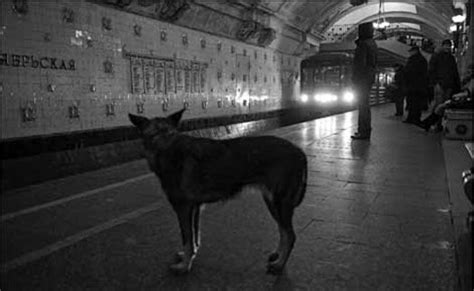 Moscows Stray Dogs Evolving Greater Intelligence Including A Mastery