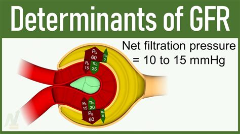 Determinants Of Gfr Glomerular Filtration Rate Youtube