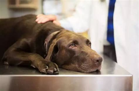 Blood In Stool What It Means For Your Dog Orlando Vets