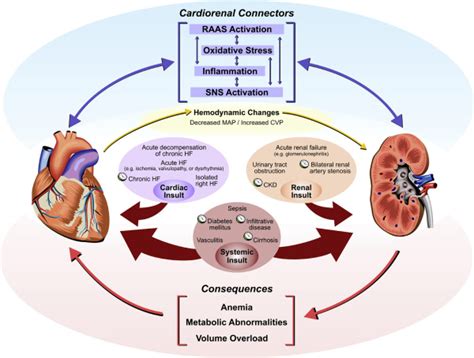 Cardiorenal Syndrome And Heart FailureChallenges And Opportunities
