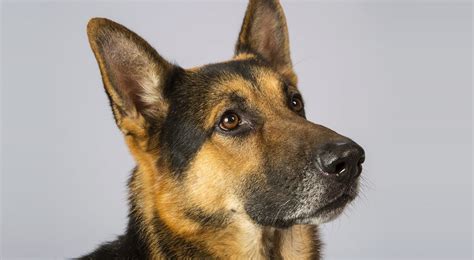 Maybe you would like to learn more about one of these? How To Make Delicious Dog Food For Your German Shepherd ...