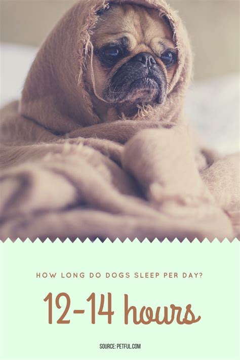 How Long Do Dogs Sleep Per Day