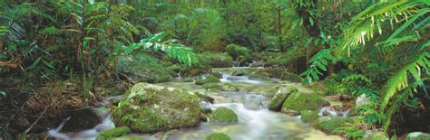 4 Stunning Rainforest Walks You Cant Miss Near Cairns Fitzroy Island
