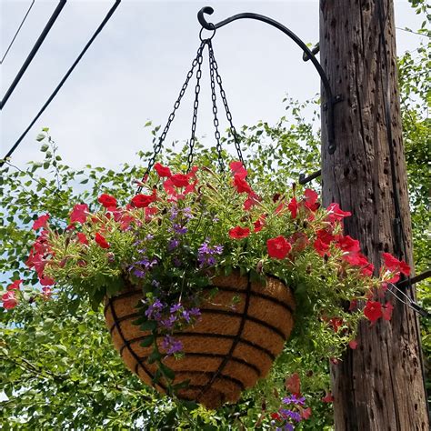 Old Fashioned Hanging Basket Planter 20 Set Of 5 Henderson Henderson