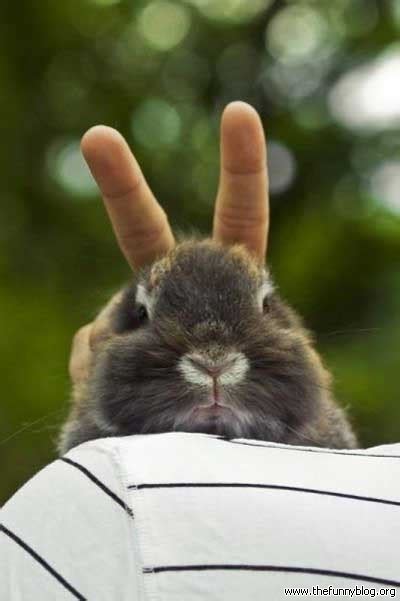 Very Funny All Wallpaper Funny Rabbit Images