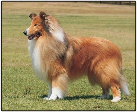 Collie Rough Breed Information Dogs Jelena Dog Shows