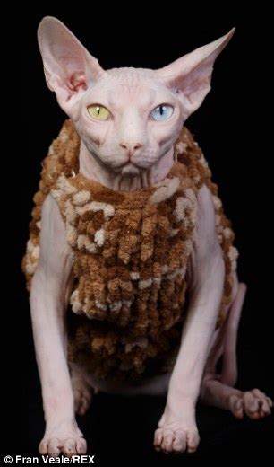 Saying no will not stop you from seeing etsy ads or impact etsy's own personalization technologies, but it may make the ads you see less relevant or more repetitive. Sphynx cat with no fur has whole wardrobe of jackets to ...