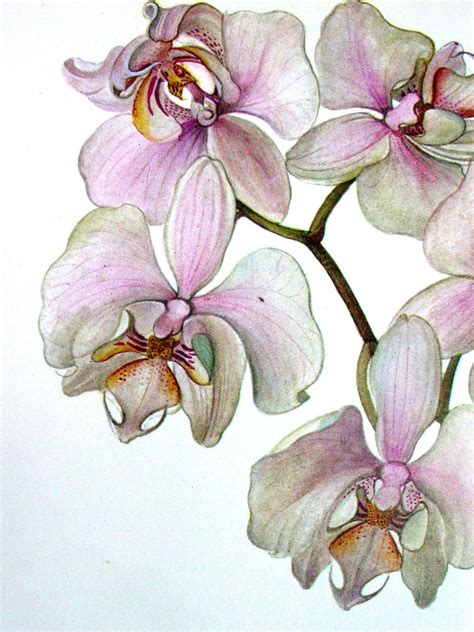 Botanical Orchid Print Vintage Orchid Illustration Phalaenopsis