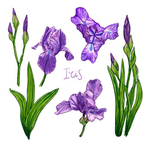 Free Free 115 Iris Flower Svg SVG PNG EPS DXF File
