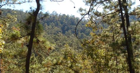 Tendencias Ecológicas Y Socioeconómicas De Los Bosques De Pino Encino