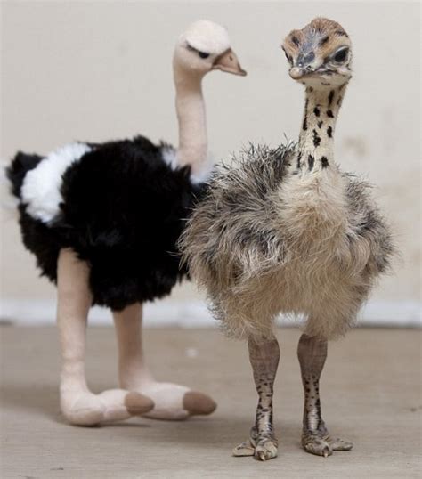 Baby Ostriches Even The Largest Birds Start Out As Little Chicks
