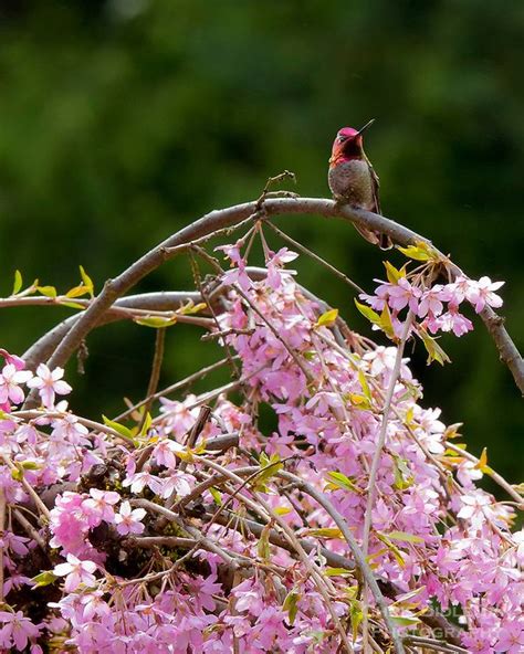 Annas Hummingbird Sitting On Cherry Tree Branch Showing Cherry Blossoms