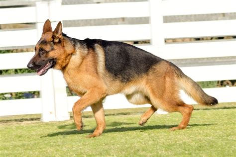 Types Of German Shepherds Which Is Right For You World Of Dogz