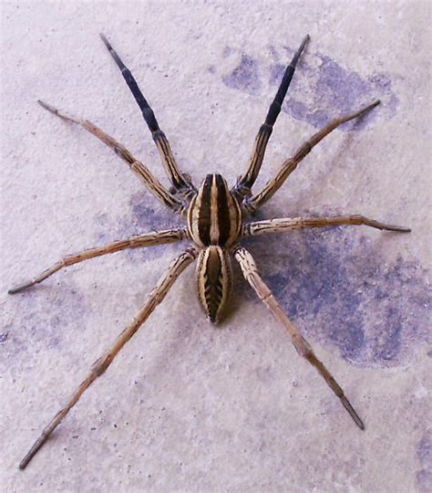 Texas Wolf Spider Wolf Spider