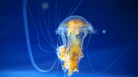 Wallpaper Id 24178 Jellyfish Underwater World Tentacles Ocean 4k